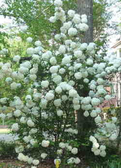 فروش درختچه بداغ (بوداغ)